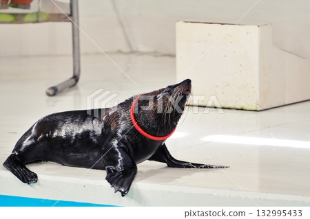 海豹表演 海豹表演 132995433