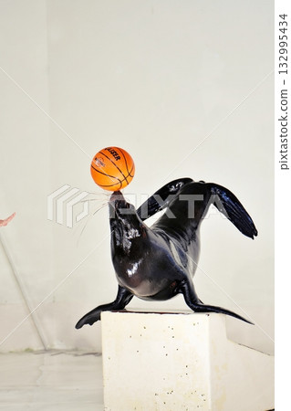 Fur seal performance Fur seal performance 132995434