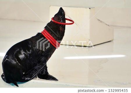Fur seal performance 132995435