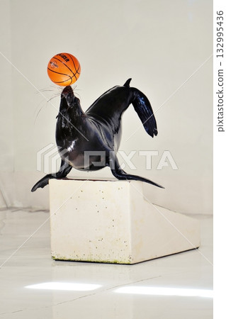 Fur seal performance 132995436