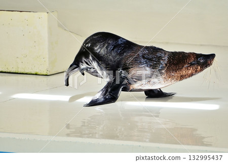 Fur seal performance 132995437