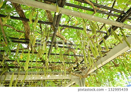 Wisteria (Fabaceae, Wisteria genus) pod-shaped fruit 132995439