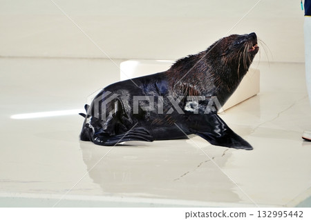 海豹表演 132995442