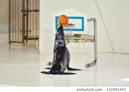 Fur seal performance 132995443