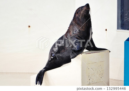 Fur seal performance 132995446