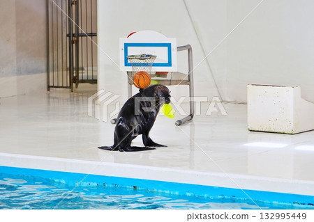 海豹表演 132995449