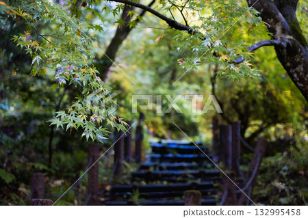 A promenade bathed in sunlight filtering through the trees, creating a beautiful contrast between green and blue 132995458