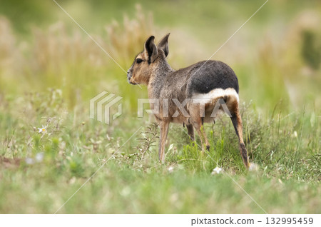 Patagonian Cavi.Peninsula de Valdes Patagonian Cavi.Peninsula de Valdes 132995459