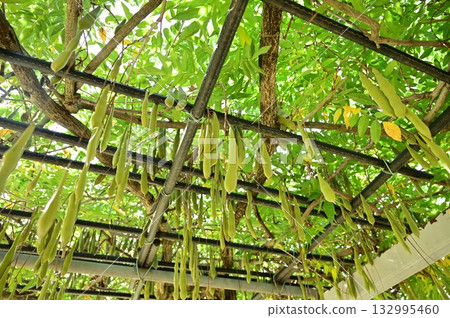 Wisteria (Fabaceae, Wisteria genus) pod-shaped fruit 132995460