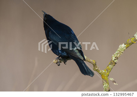 Bay winged Cowbird in Calden forest environment, La Pampa Province, Patagonia, Argentina. Bay winged Cowbird in Calden forest environment, La Pampa Province, Patagonia, Argentina. 132995467