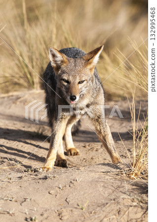 Pampas Grey fox in Pampas grass environment, La Pampa province, Patagonia, Argentina. 132995468