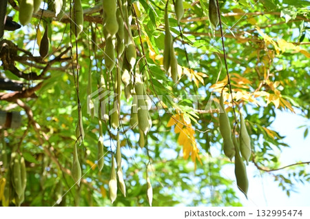 Wisteria (Fabaceae, Wisteria genus) pod-shaped fruit 132995474