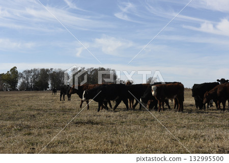 Cows grazing in the field, in the Pampas plain, Argentina Cows grazing in the field, in the Pampas plain, Argentina 132995500