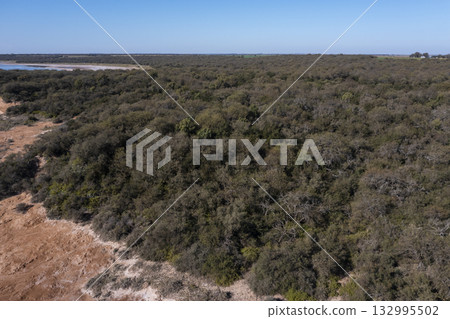 Pampas forest, Calden tree, Prosopis Caldenia, endemic species in La Pampa, Patagonia, Argentina Pampas forest, Calden tree, Prosopis Caldenia, endemic species in La Pampa, Patagonia, Argentina 132995502