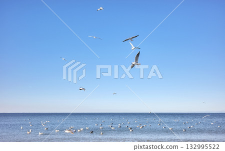 Photo of a calm sea with seagulls flying. Photo of a calm sea with seagulls flying. 132995522
