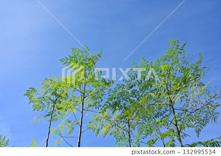 Moringa (Moringaceae) deciduous tree Moringa (Moringaceae) deciduous tree 132995534