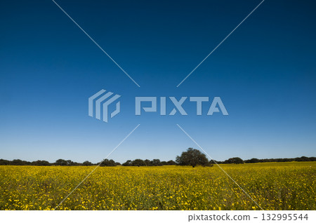 Flowered field in the Pampas Plain, La Pampa Province, Patagonia, Argentina. Flowered field in the Pampas Plain, La Pampa Province, Patagonia, Argentina. 132995544
