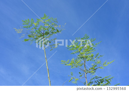Moringa (Moringaceae) deciduous tree 132995568
