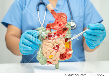 Digestive system with stomach and intestine, Asian doctor holding human anatomy model for study diagnosis and treatment in hospital. Digestive system with stomach and intestine, Asian doctor holding human anatomy model for study diagnosis and treatment in hospital. 132995572