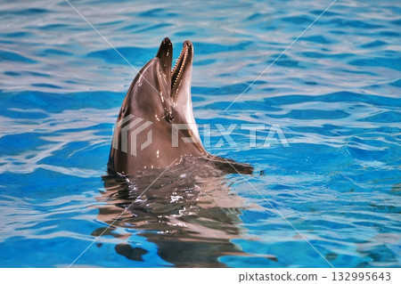 Dolphin show landscape 132995643
