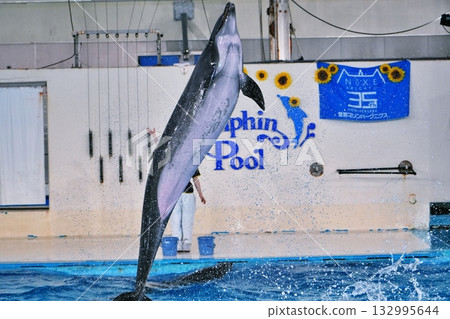 Dolphin show landscape 132995644