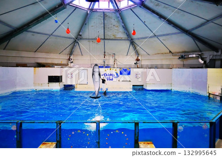 Dolphin show landscape 132995645