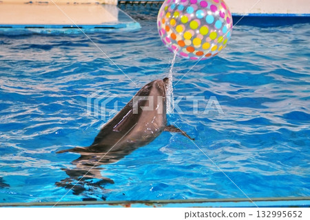 海豚表演風景 132995652