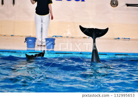 海豚表演風景 132995653