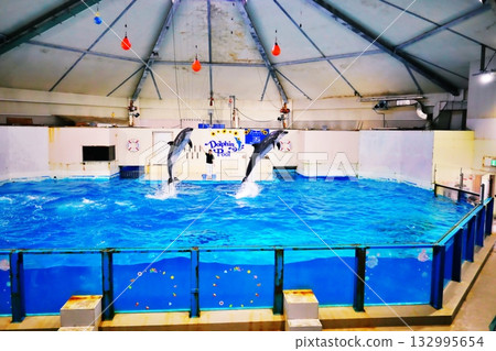 海豚表演風景 132995654