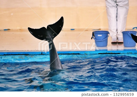 Dolphin show landscape Dolphin show landscape 132995659