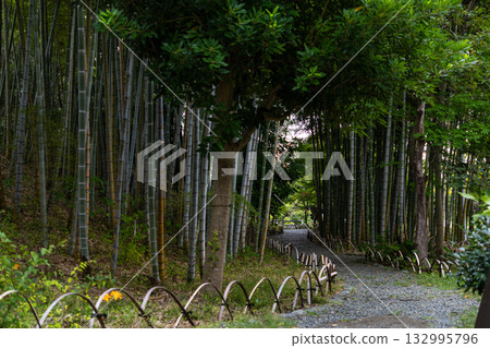 Path in bamboo grove Path in bamboo grove 132995796