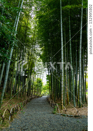 Scenery with bamboo grove 132995802