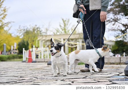 A woman walking her pet dog, two Jack Russell terriers A woman walking her pet dog, two Jack Russell terriers 132995830