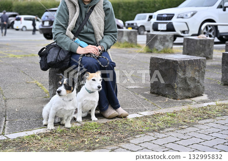 一位女士正在遛她的寵物狗：兩隻傑克羅素梗犬 132995832