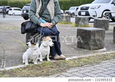 一位女士正在遛她的寵物狗：兩隻傑克羅素梗犬 132995833