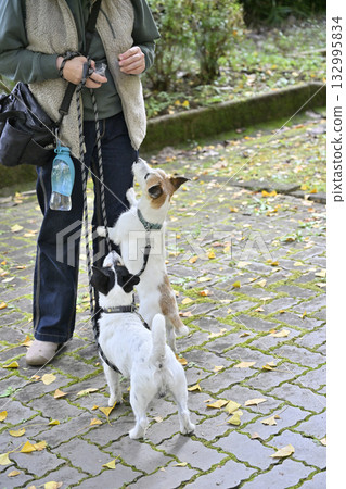 A woman walking her pet dog, two Jack Russell terriers 132995834