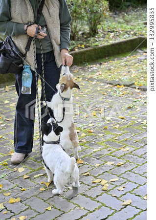 一位女士正在遛她的寵物狗：兩隻傑克羅素梗犬 132995835