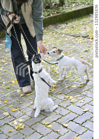 A woman walking her pet dog, two Jack Russell terriers A woman walking her pet dog, two Jack Russell terriers 132995836