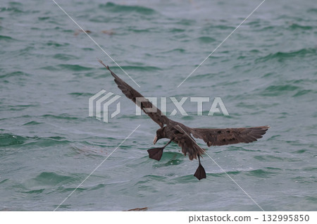 Giant Petrel , Peninsula Valdes, Unesco World heritage site, Chubut Province, Patagonia, Argentina. Giant Petrel , Peninsula Valdes, Unesco World heritage site, Chubut Province, Patagonia, Argentina. 132995850