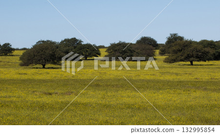 Flowered field in the Pampas Plain, La Pampa Province, Patagonia, Argentina. 132995854