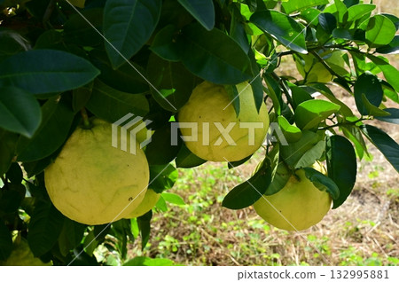 Pomelo (Rutaceae) evergreen tree 132995881