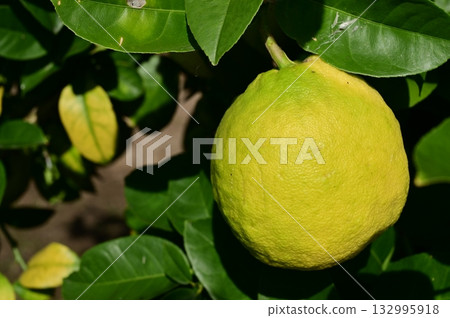 Pomelo (Rutaceae) evergreen tree 132995918