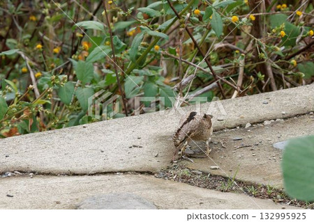 A Japanese bush warbler uses its tongue to hunt. A Japanese bush warbler uses its tongue to hunt. 132995925