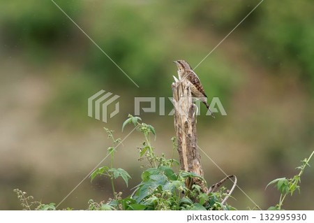 Wryn perching on a tree Wryn perching on a tree 132995930