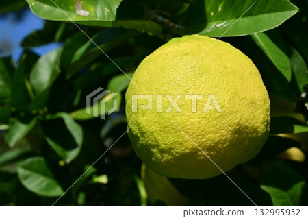 Pomelo (Rutaceae) evergreen tree 132995932