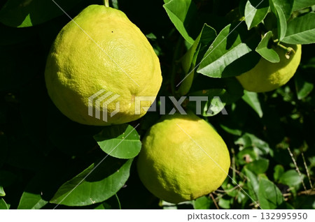 Pomelo (Rutaceae) evergreen tree 132995950