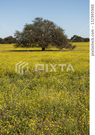 Flowered field in the Pampas Plain, La Pampa Flowered field in the Pampas Plain, La Pampa 132995988