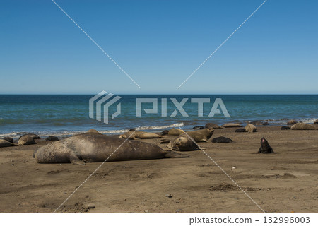 Male elephant seal, Peninsula Valdes, Patagonia, Argentina 132996003