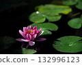 睡蓮 132996123