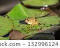 一隻青蛙正棲息在睡蓮葉片上。 132996124